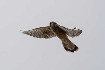 Kestrel in flight