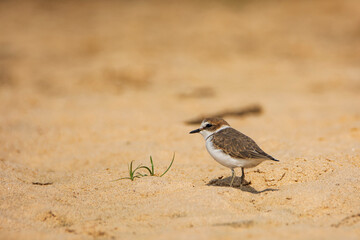 Kentish Plover (Charadrius alexandrinus) on the ground. seen in a India.