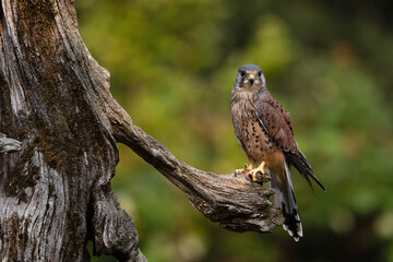Kestrel on a dead tree