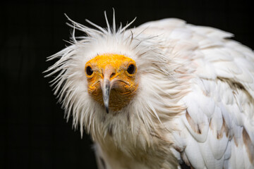 Vulture portrait