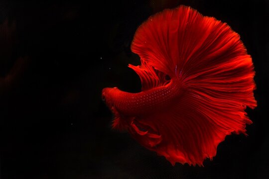 red betta fish  on black background