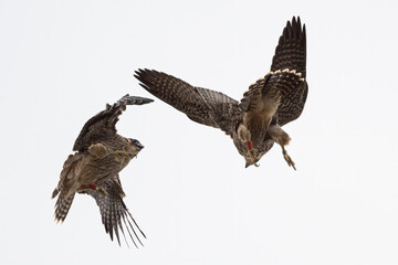 Juvenile Peregrine Falcon fight