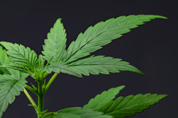Fototapeta na wymiar Cannabis Leaf on Black Background