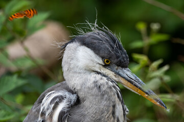 Grey Heron and the butterfly