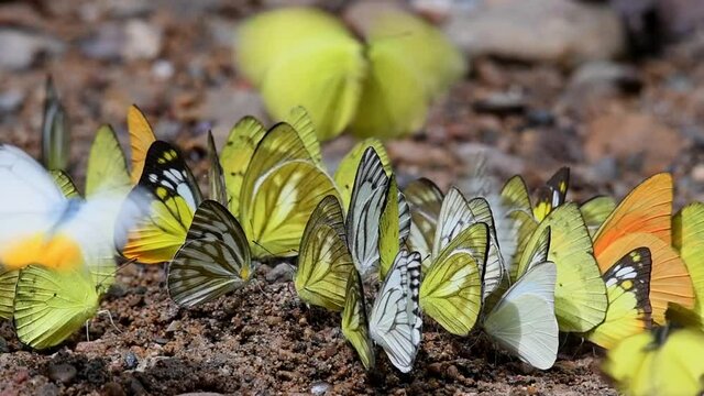 A kaleidoscope of yellow Common Gull butterflies flapping and displaying courtship on the ground and releasing abundance of pheromone during its mating season, tropical forest Thailand Asia.
