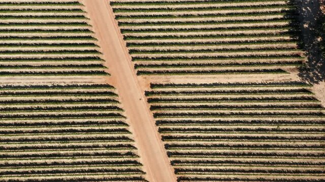 Traditional Cape Dutch Farm Of Babylonstoren Wine Estate In Paarl, South Africa. aerial