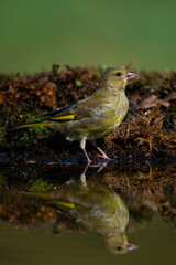 Greenfinch reflection