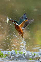 Kingfisher catching a small fish