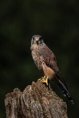 Kestrel on log