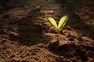 Growing plant,Young plant in the morning light on ground background, New life concept.Small plants on the ground in spring.fresh,seed,Photo fresh and Agriculture concept idea.