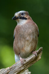 Jay on a dead tree
