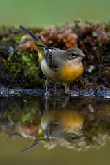 Grey wagtail reflection