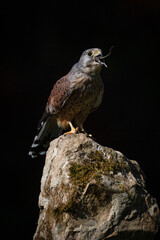 Kestrel eating a mouse on a rock