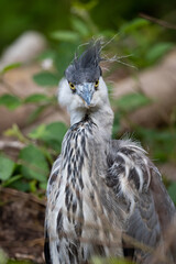 Grey Heron straight ahead look