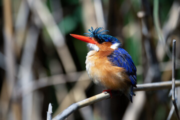Malachite Kingfisher on a branch