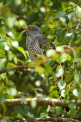 Cuckoo in a tree