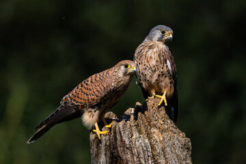 Kestrel male female pair on a log