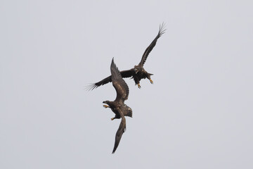 White-tailed fish eagles fighting UK