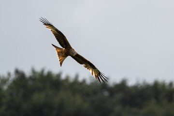 Red Kite hunting