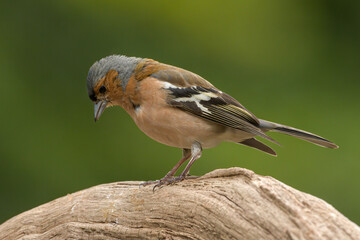 Chaffinch on a log