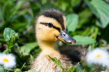 Duckling