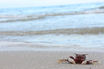 Ocypode is a genus of ghost crabs found in the sandy shores of tropical and subtropical regions throughout the world.They inhabit deep burrows in the intertidal zone.