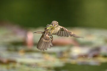Sparrow in flight with insects