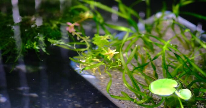 静かな風に揺れるビオトープ