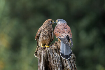 Kestrel pair kissing 