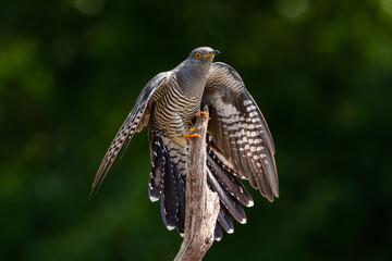 Cuckoo landing