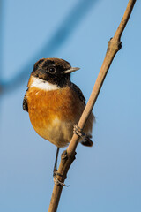 Stonechat on a branch
