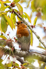 Robin singing in a tree