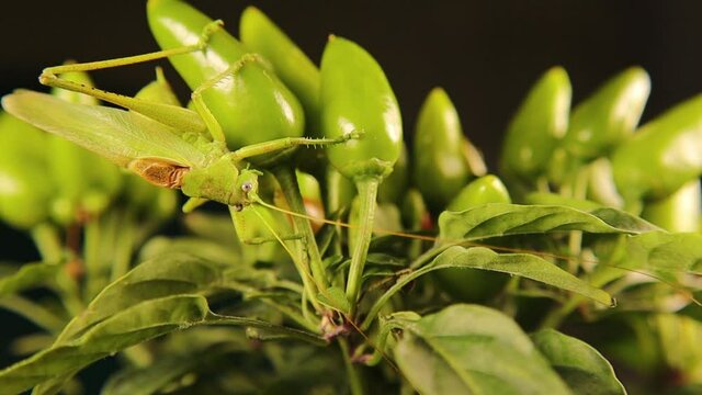 Male katydid sings to attract the female as well as to mark his territory, but he was surprised by the arrival of another male competitor in the end they exchanged some kicks and the intruder withdrew