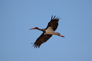 Black Stork in flight