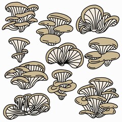 Doodle freehand sketch drawing collection set of oyster mushroom vegetable.