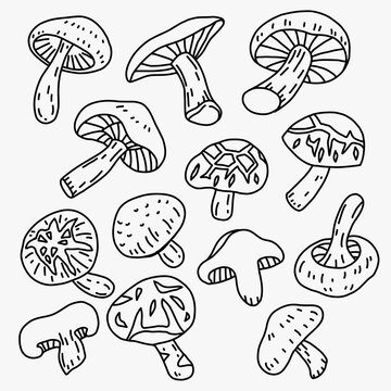 Doodle freehand sketch drawing of shitake mushroom vegetable..