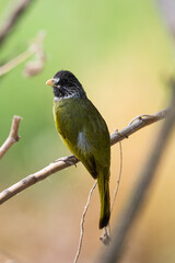 Collared Finchbill