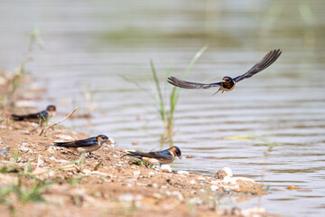 Red-rumped Swallow flypast