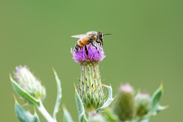 bee on a flower