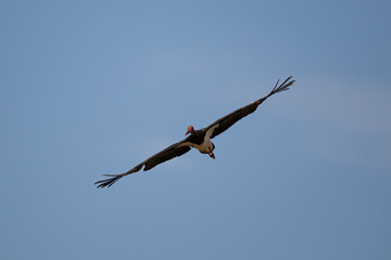 Black stork in flight