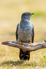 Common Cuckoo