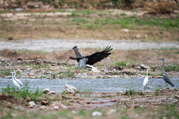 Black Stork Landing