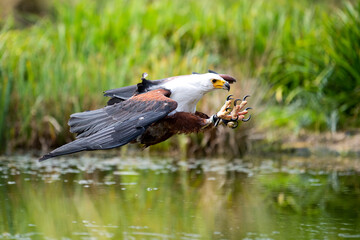 African fish eagle