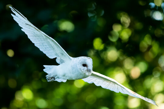 Barn Owl