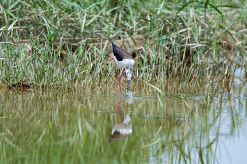 Black-winged Stilt