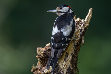 Great spotted woodpecker