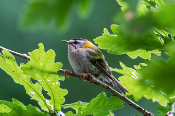 Firecrest