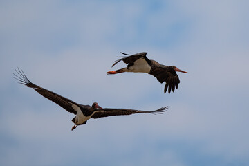 Black Storks in flight