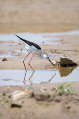 Black-winged Stilt 