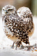Burrowing Owl
